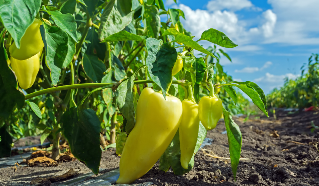 metodelor horticole moderne