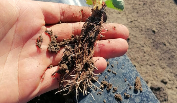 Fontos a megfelelően fejlett gyökérzet