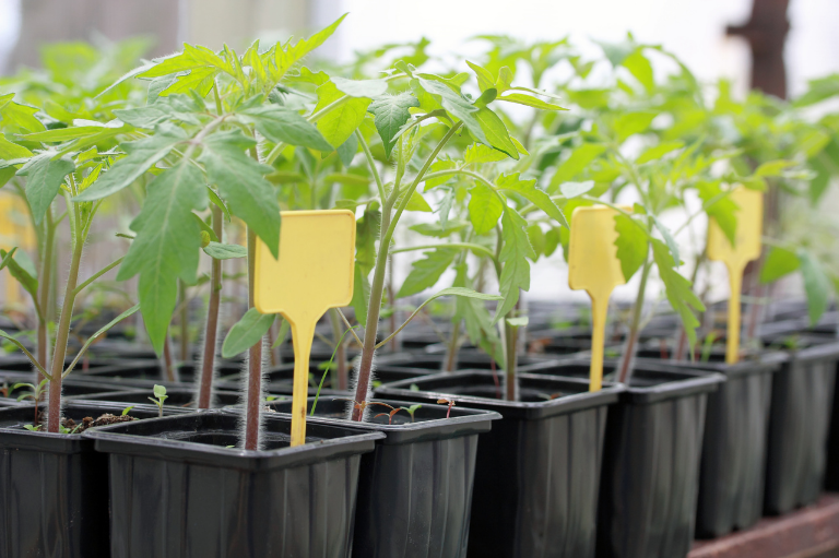 Soluții pentru fiecare etapă în parte