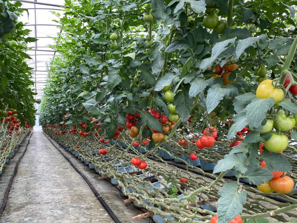 A Kekkilä termékcsaláddal biztosítható az az előny a növények kezdeti fázisaiban, amelyet a stabil és egészséges fejlődés jelent.