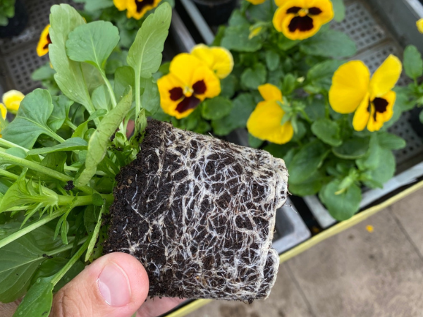 hatékony termesztés, jó terméseredmények csak egészséges palántákkal érhetőek el