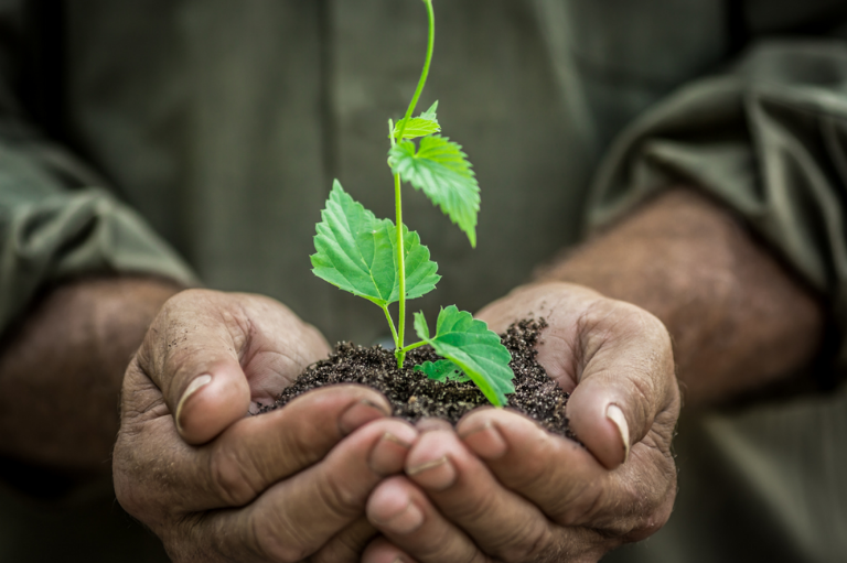 Cultivarea în pepiniere profesionale a răsadurilor