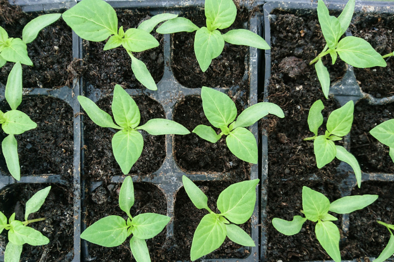 De ce este amestecul de turbă cu argilă mai bun decât cel simplu_