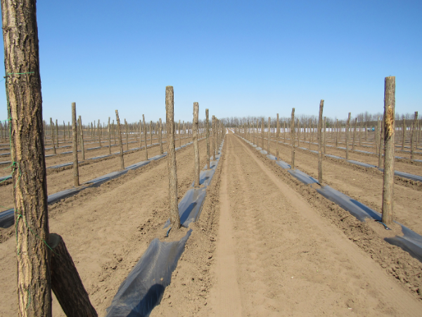 A talaj megfelelő kezelése a kulcs