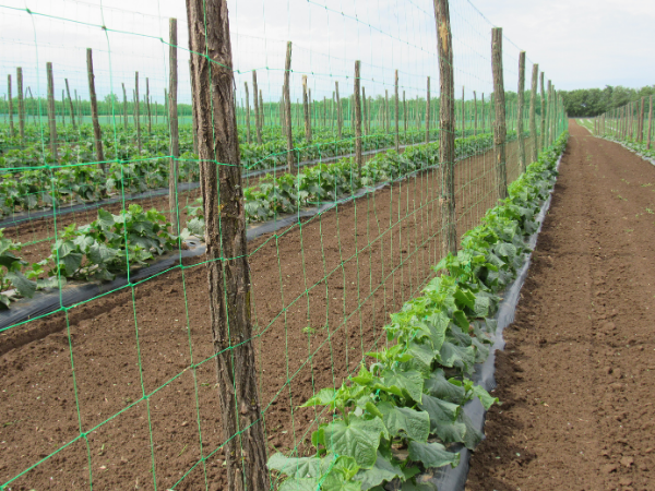 Alkalmas vajon a talajunk az uborkatermesztéshez_