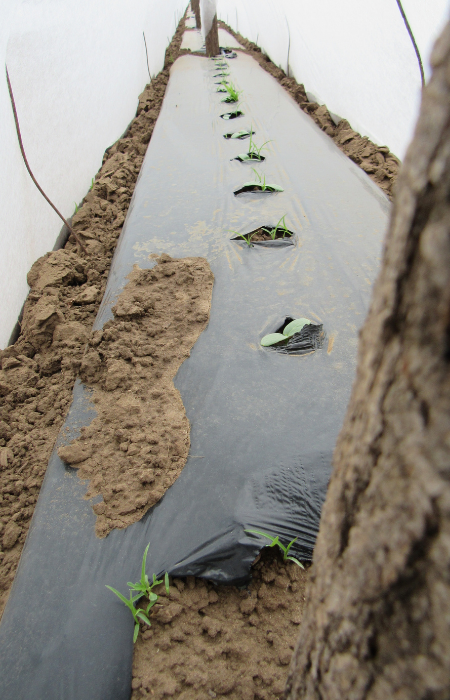 Meszezést rendszeresen csak nagyon kevesen végeznek