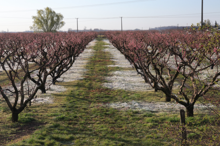 Bizonyított hatás fagykár ellen
