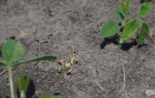 1 l/ha Megafol kijuttatása mellett is hatékony kezelés (Sükösd, 2020)