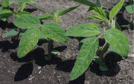 Perzselés és nekrotikus foltok gyomirtást követően