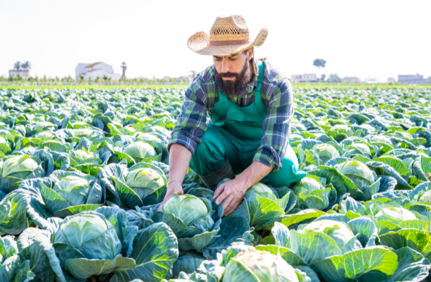 De la răsad la recoltă