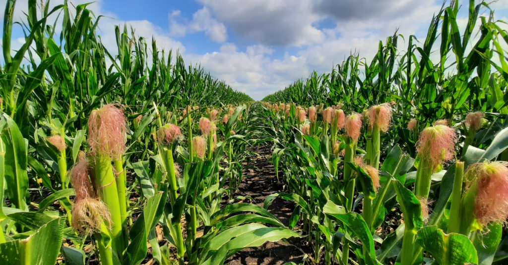 A második kezelés (YieldON, Megafol, Brexil Mix) optimális kijuttatási ideje