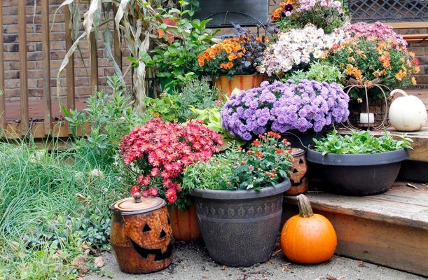 5+1 sfaturi pentru îngrijirea florilor din grădină în sezonul rece (1)